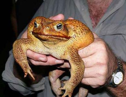 Dieu uoc bat kha thi hinh anh