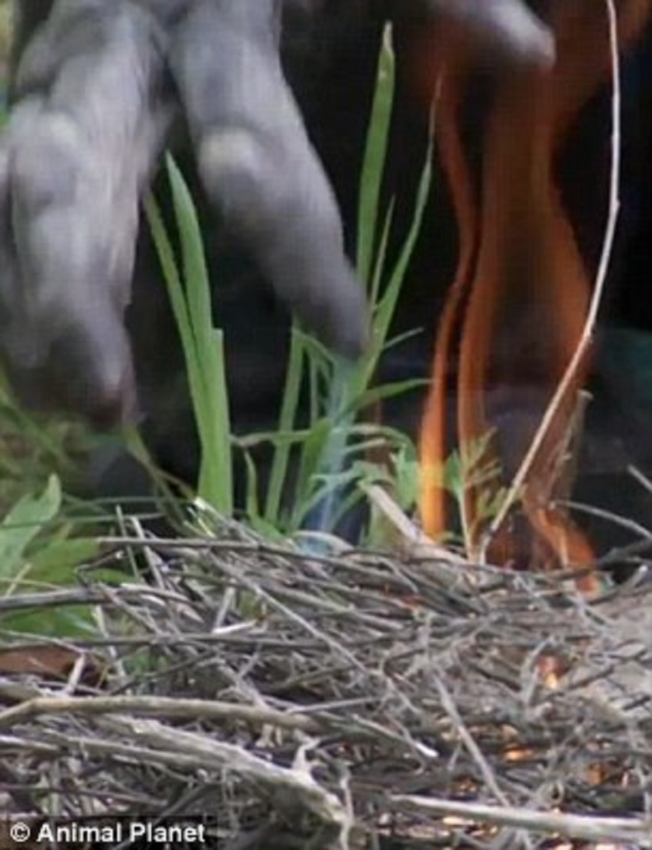 Nhiều người xem hành động nhóm lửa của Kanzi quan trọng như việc con người lần đầu biết cách sử dụng lửa trong tiến trình văn minh nhân loại.