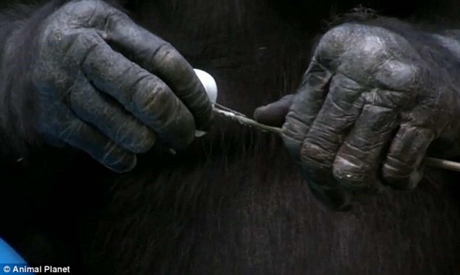 Kanzi xiên những viên kẹo dẻo vào que rồi nướng chúng trên ngọn lửa. Chú tiến hành mọi giai đoạn một cách nghiêm túc như một đầu bếp chu đáo.