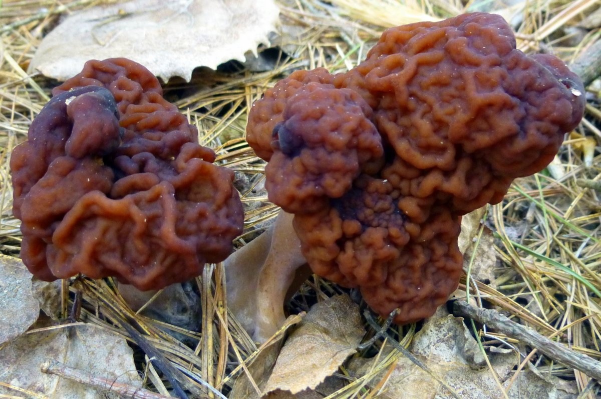 Nấm Morchella giả