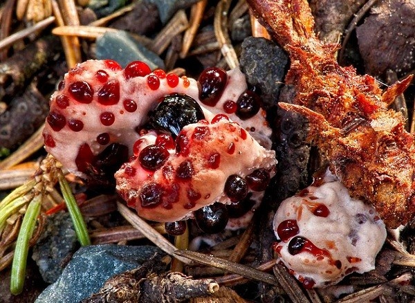 Nấm răng chảy máu