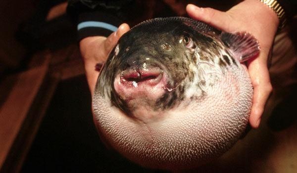 Noi am anh ngo doc ca noc hinh anh