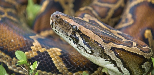 Tran sinh con ma khong can giao phoi hinh anh