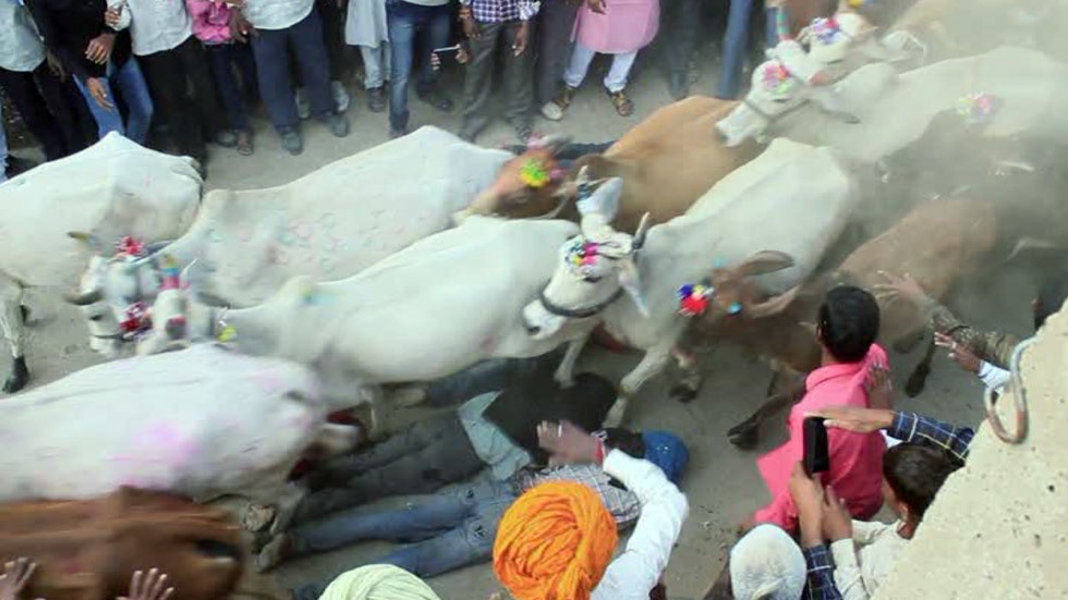 Nghi thuc cho bo giam qua nguoi ky la o An Do hinh anh
