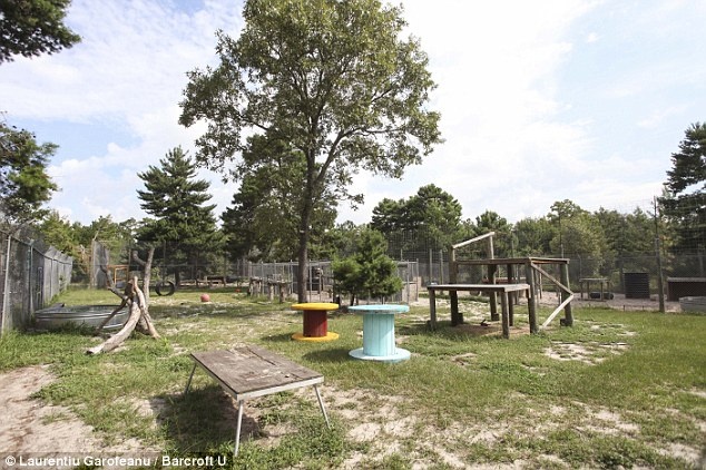 Khu vực chơi của lũ mãnh thú.