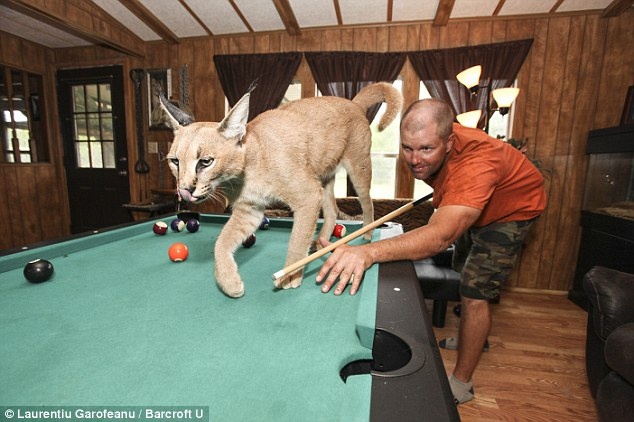 Anh chơi bi-a cùng con linh miêu.