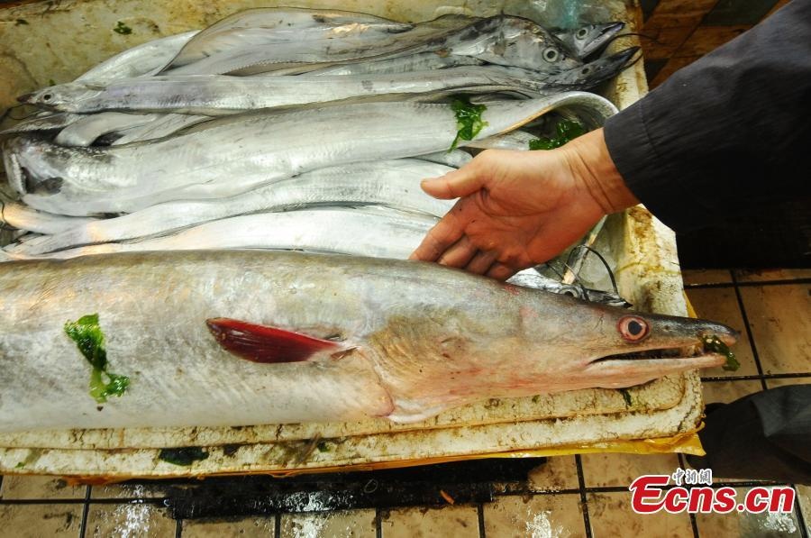 Chiều dài cơ thể nóđạt 1,98 m.