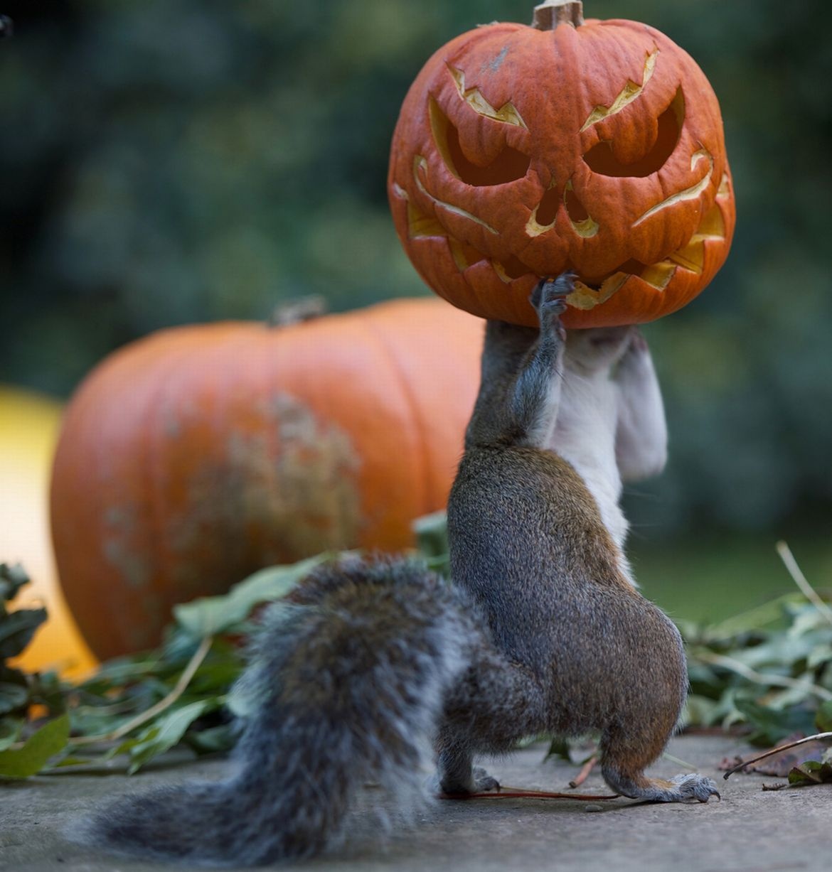 Bay soc doi bi ngo Halloween hinh anh