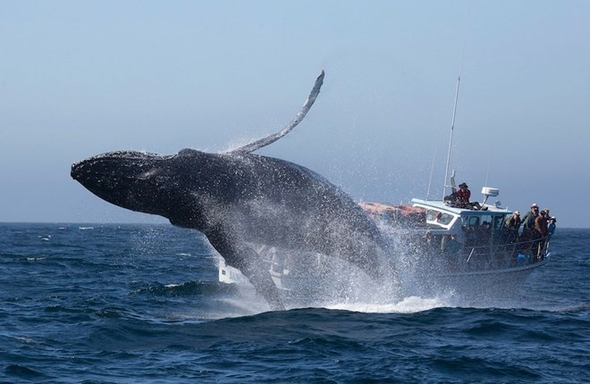 Trong chuyến du ngoạn vịnh Monterey vào tuần trước, bà chứng kiến cảnh tượng một con cá voi lưng gù vọt lên khỏi mặt nước.
