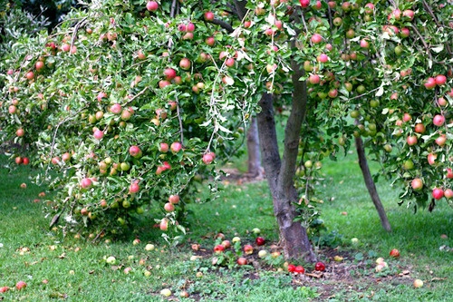 Bo chau ngoi tren cay tao hinh anh