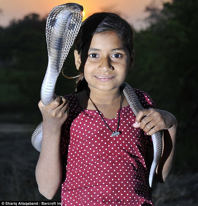 Taj cho biết ông có thuốc gia truyền để chữa rắn cắn chỉ từng những loại lá mọc hoang trong rừng. Những loại lá này được nghiền nhuyễn và trộn với bơ, hạt tiêu đen, sau đó ăn và đắp lên vết cắn.