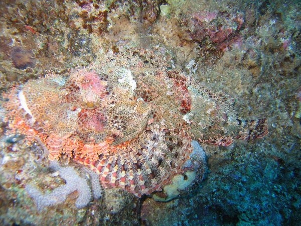 Là một chi cá thuộc họ mao mặt quỷ (Synanceiidae), cá mặt quỷ (Synanceia) còn có tên cá mang ếch, cá mao ếch. Chúng có bề ngoài to, xù xì và rất độc. Người ta gọi chúng là “chúa tể nọc độc” dưới đáy đại dương. Chúng có 13 tia vây lưng chứa độc tố và độc có thể tồn tại nhiều ngày sau khi cá chết. Khi các tia vây lưng cá mặt quỷ đâm vào thịt nạn nhân, độc tố sẽ tác động trực tiếp đến hệ cơ vận động, hệ thần kinh và hệ cơ trơn của tim ở người. Tuy nhiên, nếu được chế biến đúng cách, cá mặt quỷ sẽ món ăn khoái khẩu của nhiều người với vị giòn, ngọt, giúp máu tuần hoàn tốt, giảm nguy cơ mắc bệnh tim và đột quỵ. 