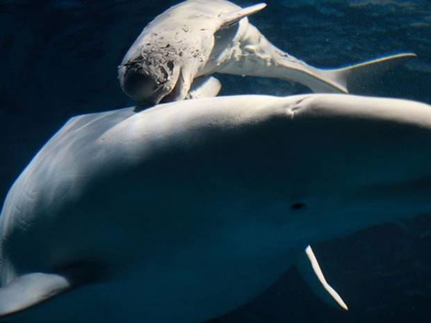 Khoanh khac ca voi trang sinh con hinh anh