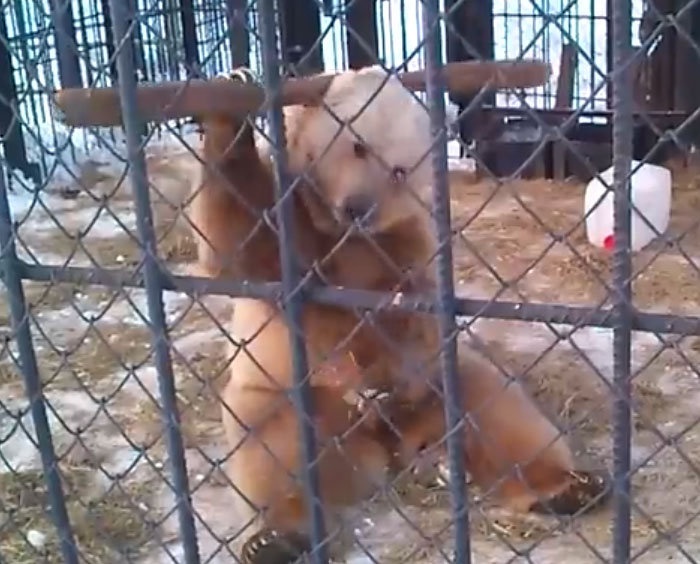 Gau bieu dien vo thuat voi gay hinh anh