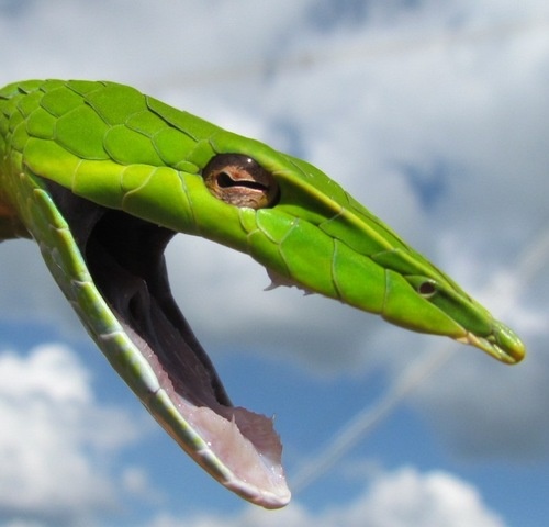 Nhung loai ran ky la nhat hanh tinh (ky 2) hinh anh