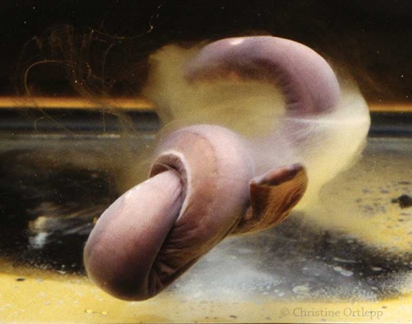 Cá mút đá (Myxinidae),  là loài cá có thân hình tròn và hàm răng sắc. Chúng thường sống ký sinh trên nhiều loài cá khác bằng cách dùng hàm răng sắc nhọn bám vào da và hút máu của những loài động vật này. Chúng có nguồn gốc ở Đại Tây Dương, nhưng loài cá này có thể sống trong môi trường nước ngọt. Chất nhờn trên cơ thể cá mút đá giống tơ tằm, có thể làm nguyên liệu sản xuất quần áo. Gần đây, một số xác chết  của con người  được tìm thấy ở biển với khối lượng rất nhẹ. Người ta cho rằng thủ phạm gây ra là Myxinidae.