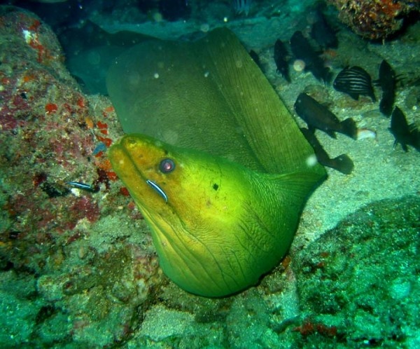 Cá chình Moray ( Anguilliformes), hay lươn biển (Morey eel), là m,ột nhóm gồm khoảng 200 loài thuộc họ Muraenidae.Loài này chủ yếu sống trong môi trường nước mặn, nhưng một số loài còn phân bố ở các vùng nước ngọt và nước lợ. Chiều dài của chúng có thể lên tới 4 m. Đặc điểm của loài cá này là hàm răng khỏe và sắc nhọn, chiều dài của răng có thể đạt tới vài cm. Loài này khá nhút nhát, chúng có xu hướng ẩn mình với con người hơn là tấn công. Thường thì lươn biển chỉ tấn công con người để tự vệ. Chúng có thị lực rất kém nên chỉ dùng bộ phận khứu giác để tìm mồi.