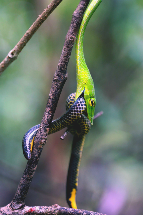 Can canh ran mui dai chuyen dong trong tu nhien hinh anh