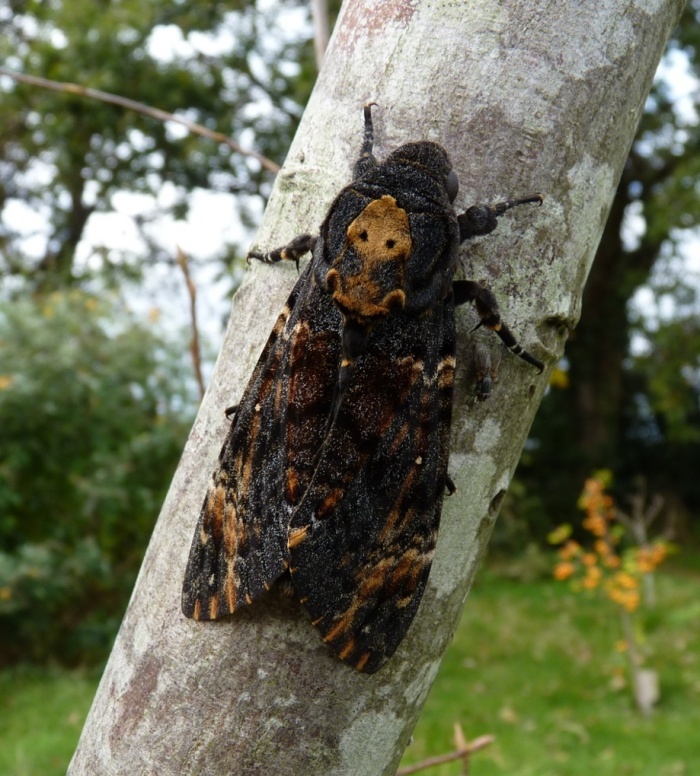 Bướm đầu diều hâu, một loài côn trùng cực hiếm, trong vườn của một người dân tại 