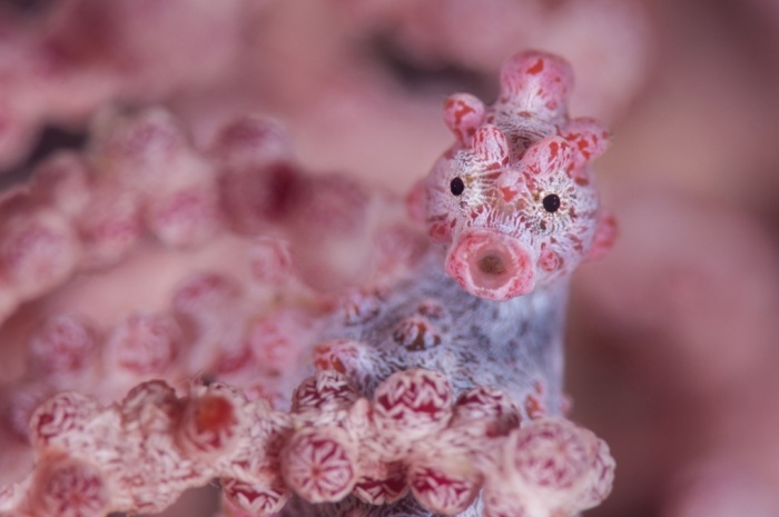 Cận cảnh con cá ngựa