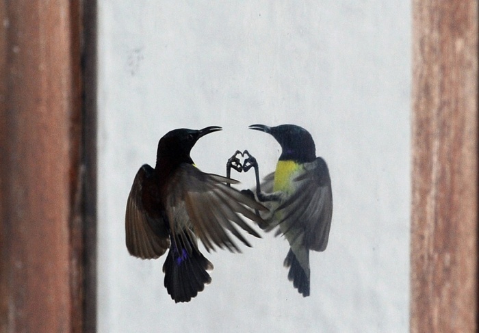 Chim hút mật đuôi tím mổ vào bóng của nó ở thành phố Colombo, thủ đô Sri Lanka.