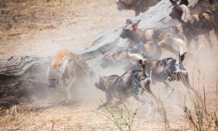 Bầy chó rừng xua đuổi một con linh cẩu khi nó tới gần con mồi của chúng