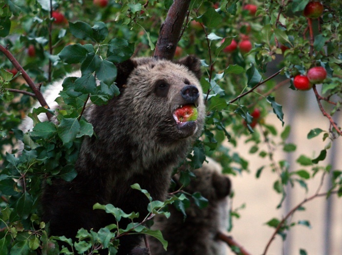 Gấu xám Bắc Mỹ ăn táo trong khu bảo tồn quốc gia Yellowstone ở bang Montana, Mỹ. Ảnh: 