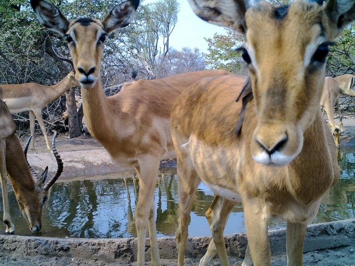 Những con linh dương châu Phi bên hố nước trong khu bảo tồn động vật hoang dã