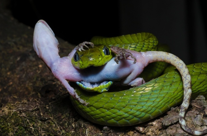 Canh tuong tac ke tat tho trong mieng ran hinh anh