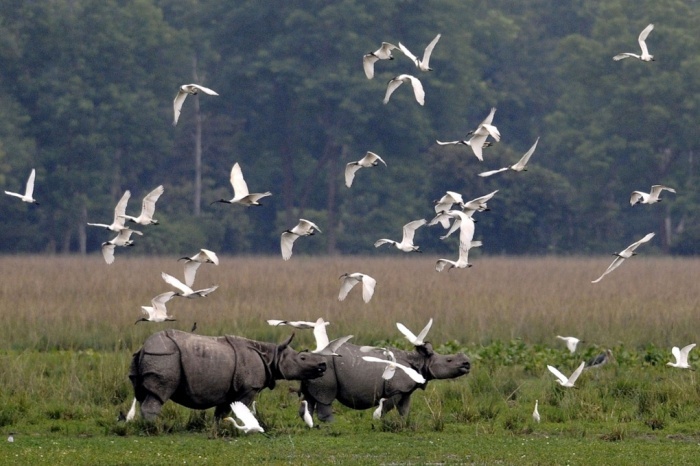 Đàn cò quăm bay qua hai con tê giác một sừng