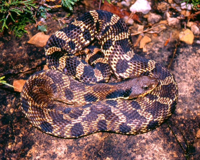 Ran Eastern Hognose gia chet hinh anh