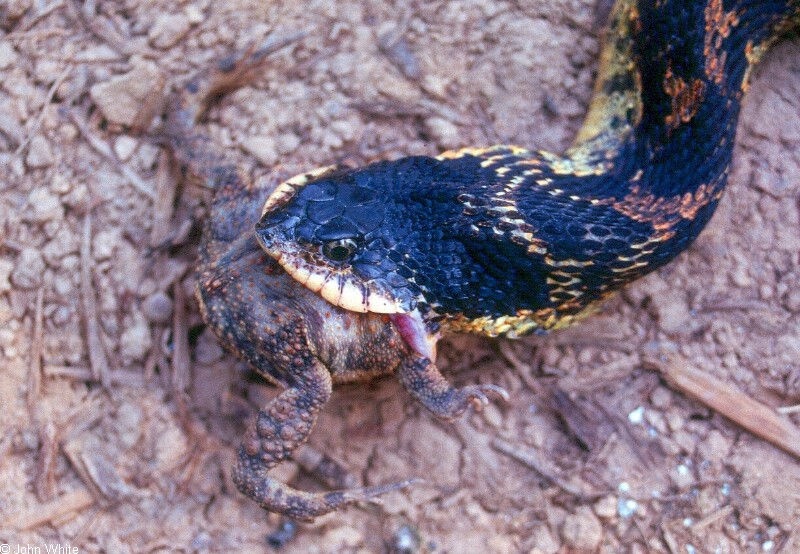 Eastern Hognose là loài rắn nổi tiếng bởi khả năng giả chết y như thật khi chúng gặp nguy hiểm. Chúng có những răng nanh lớn và có nọc độc nhẹ.