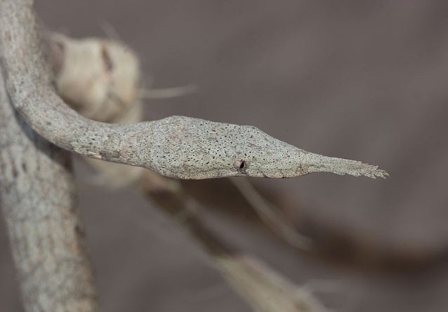 Ran mui la Malagasy hinh anh