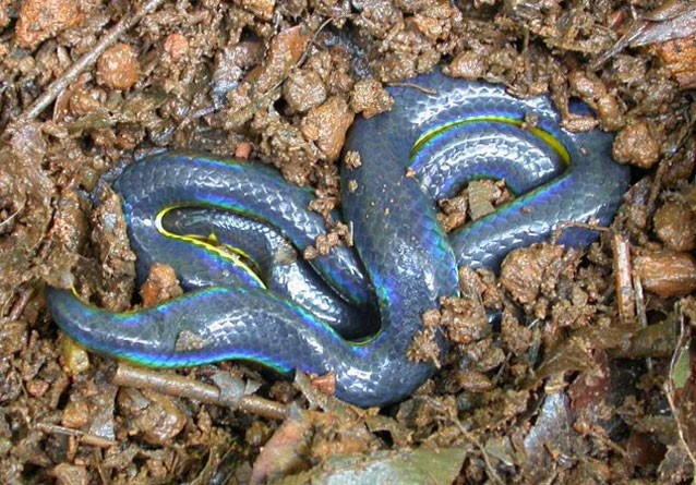 Rắn ngũ sắc được xem là loài rắn đẹp nhất thế giới. Phần lưng của chúng có màu sắc óng ánh và một sọc màu vàng rực rỡ ngăn cách phần bụng với lưng. Chúng phân bố ở Ấn Độ. Tuy nhiên, thông tin về rắn ngũ sắc không nhiều bởi vì chúng hiếm khi xuất hiện trong tự nhiên.