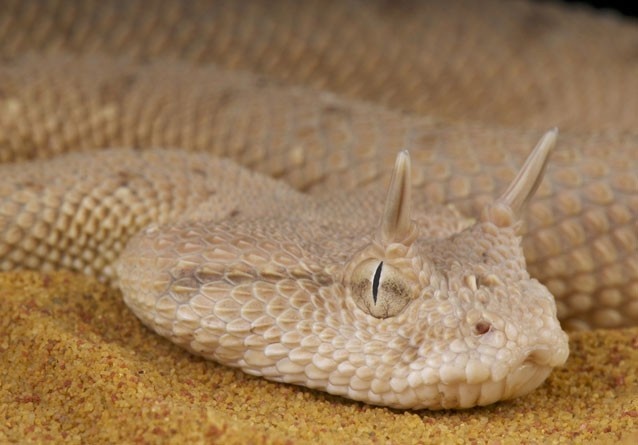 Rắn sừng sa mạc ( Desert Horned Viper) sống trong sa mạc Bắc Phi và Trung đông. Chúng có đôi sừng nhọn trên đầu và di chuyển giật lùi làm giảm ma sát trên cát để đạt tốc độ tối đa và tránh ánh nắng của mặt trời chiếu thẳng vào mặt khi di chuyển. Rắn sừng có nọc động nhưng không đủ mạnh để gây tử vong cho con người, Khi đối mặt với nguy hiểm, chúng cuộn thân, cọ vào nhau để tạo ra âm thanh khiến kẻ thù sợ hãi.