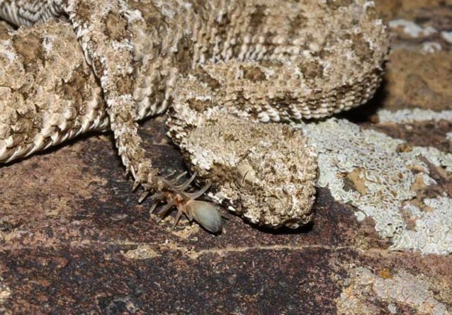 Viper Ba Tư ( Pseudocerastes urarachnoides), là một trong những loài rắn có hình dáng dị thường nhất. Chúng có sừng và phần đuôi giống thân nhện để nhử mồi.