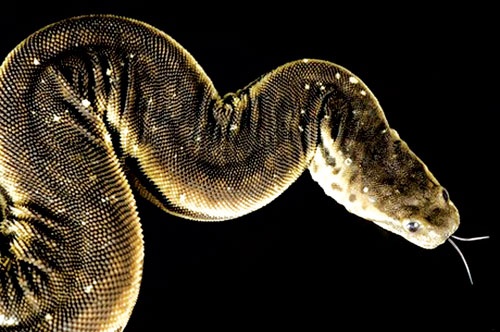 Can canh ran voi voi xu ly con moi hinh anh