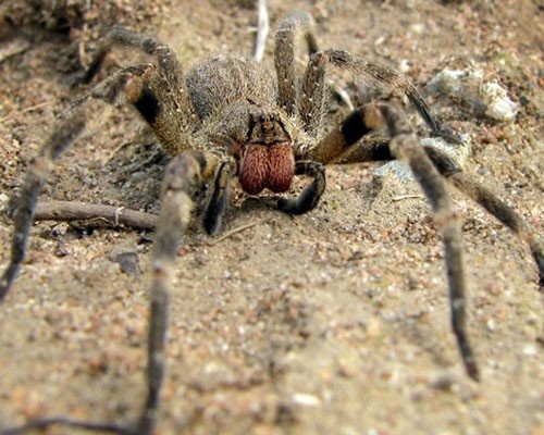 Khi nói đến các loài nhện độc, người ta thường nhắc đến nhện nâu ẩn dật hay nhện lưng đỏ. Tuy nhiên, chương trình kỷ lục Guinness 2007 đánh giá loài nhện lang thang Brazil (Phoneutria) mới là loài nhện độc nhất thế giới. Người ta còn gọi chúng là nhện chuối bởi vì chúng thường sống trên các tán lá chuối. Trong khi những loài nhện khác giăng tơ để bẫy con mồi, loài nhện chuối săn mồi trên măt đất, tìm kiếm và tấn công con mồi trực tiếp. Chúng thường hoạt động vào ban đêm và rất hiếu chiến. Nọc độc của chúng là loại độc tác động tới thần kinh rất mạnh, khiến cơ quan hô hấp tê liệt, gây ngạt thở và chết. Ngoài ra nọc độc của chúng có thể khiến nam giới bất lực.