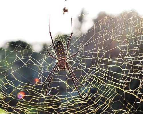 Golden silk orb-weaver (Nephila clavipes), hay còn gọi là nhện khổng lồ, là loài nhện lớn thứ hai trên thế giới. Ở loài này, con cái có kích thước lớn hơn con đực. Chúng là loài nhện có nọc đôc và những cái chân dài. Tuy nhiên, đặc điểm nổi bật của nhện Nephila là chúng có khả năng giăng những mạng nhện rất dày và kiên cố để săn mồi. Mỗi mạng nhện có thể dài gần tới 2 m. Những con côn trùng nhỏ bé chắn chắn sẽ không thoát ra được, thậm chí những con rắn nhỏ hay chim cũng trở thành con mồi của chúng. Vì thế, người ta còn gọi chúng là loài nhện ăn rắn. Ngoài ra, những con nhện Nepila đực phải massage cho bạn đời khi con cái mệt mỏi vì bận rộn hay phải bò một chặng đường xa bởi vì khi chúng  không giữ được bình tĩnh, chúng sẽ xé xác con đực ngay lập tức hoặc quấn xác con đực để dành cho bữa ăn nhẹ ban đêm.