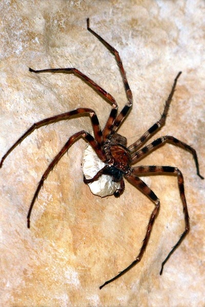 Giant Huntsman spider (Heterpoda maxima), là một loài nhện có chân dài nhất. Loài này nằm trong nhóm những loài nhện lớn nhất thế giới. Tuy nhiên, cơ thể của chúng không lớn, nhưng chúng lại sở hữu 8 cái chân rất dài, mỗi chân dài khoảng 30 cm, và có sai sắt nhọn. Đây là vũ khí lợi hại giúp chúng di chuyển nhanh và dễ dàng bắt con mồi.