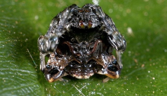 Bird dropping spider (Celaenia excavata), là một trong những loài nhện có khả năng ngụy trang đọc đáo và hiệu quả trong thế giới loài vật. Loài nhện này lại ngụy trang bằng cách thu mình lại giống như một cục phân chim để tránh khỏi tầm ngắm của những kẻ săn mồi như ong bắp cày và chim. Thân hình của chúng phủ đầy những mẫu gai giống như mụn nhọn, giống như một cục phân chim. Ngoài ra, nó cũng toát ra mùi khó chịu.Sự ngụy trang này giúp chúng che giấu thân phận để tránh tầm mắt của kẻ thù.