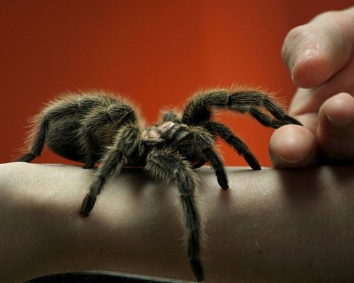 Được đánh giá là loài nhện độc đáo và hiền lành,  nhện Chilean rose tarantula (Grammostola rosea) là loài nhện phổ biến nhất trong họ nhện Tarantula, thích hợp để làm vật nuôi. Loài này có rất nhiều lông, chúng thường có màu hồng và màu đỏ tươi. Loài này có nguồn gốc ở vùng sa mạc ở Chile, Bolivia và Argentina. Kích thước trung bình của chúng khoảng từ 14-15 cm. 