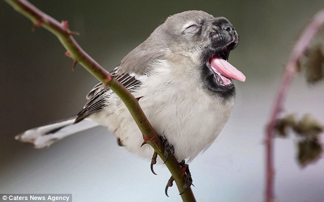 Nhung quai thu ra doi nho Photoshop hinh anh