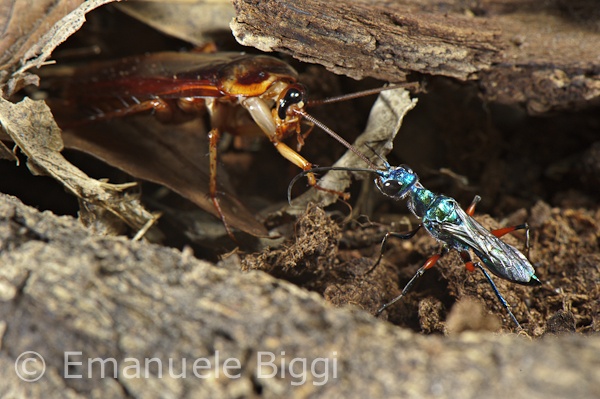 Manh khoe ban cua nhung sinh vat an bam tren vat chu hinh anh