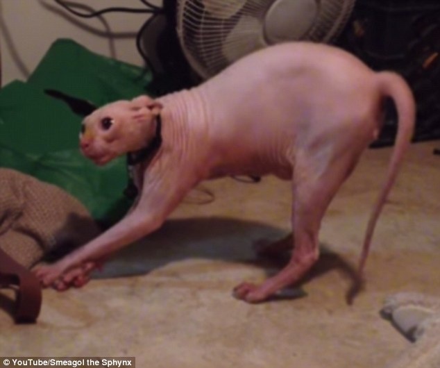 Meo nhan su phan ung du doi khi gap chu deo mat na soi hinh anh