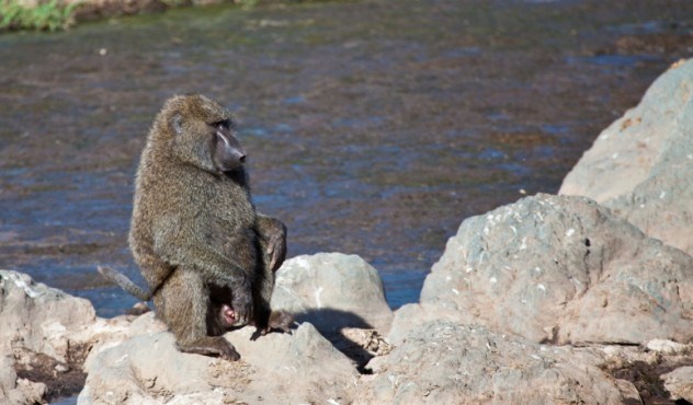 Robinson mắc kẹt trên đảo hoang trong 8 năm qua. Ảnh: BBC