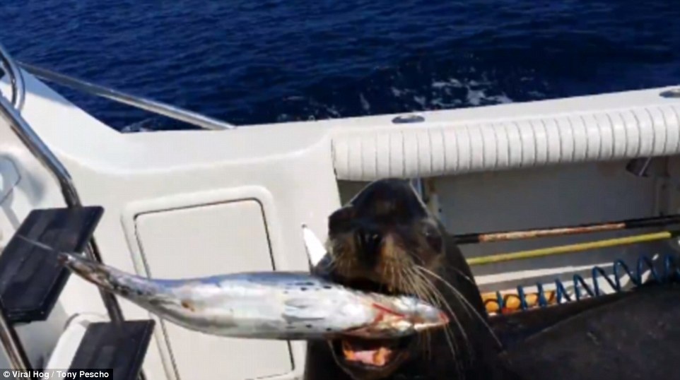 Su tu bien doi nhay len thuyen de tim ca hinh anh