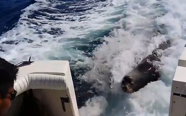 Su tu bien doi nhay len tau cuop ca hinh anh