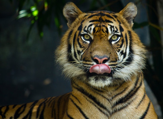 Tim ra chat khien ma ca rong them mau hinh anh