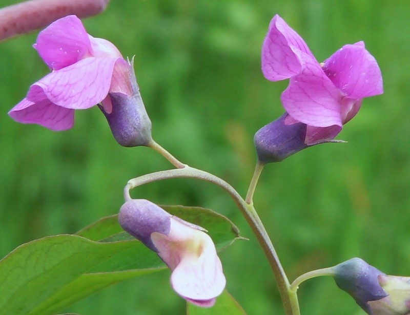 Hoa của chúng có màu tím